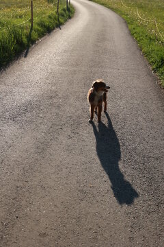 A dog is walking on a road with a shadow behind it