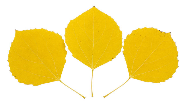 Autumn aspen leaves in bright yellow, close-up foliage. Golden leaf trio, seasonal nature texture for design isolated PNG with Transparent Background