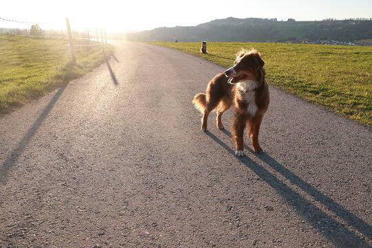 A dog is standing on a road in front of a fence