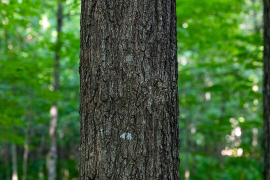 Furrowed bark on a mature sugar maple trunk (Acer saccharum) in Dunn County, Wisconsin.