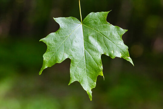 Close-up of a green sugar maple leaf (Acer saccharum) in rural Dunn County, Wisconsin.
