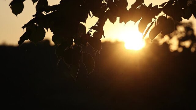 A tree with leaves and a sun in the sky