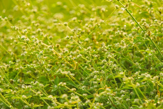 Dense field of wild Alternanthera sessilis plants with small white flowers bathed in bright morning sunlight