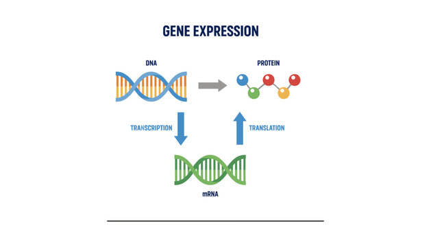 Central Dogma of Genetics Vector Diagram Explaining Gene Expression Process from DNA via Transcription to mRNA and Translation to Protein for School Biology Textbook