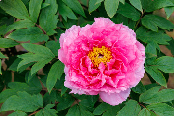 Obraz premium Close-up of pink peony flowers blooming in a garden.