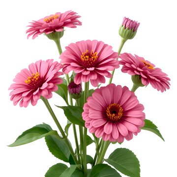Pink zinnia flowers bouquet transparent background