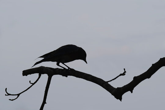 Silouette of a Bluebird Against a Pale Blue Sky