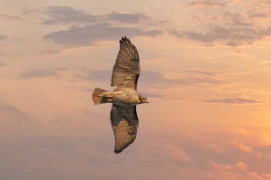 Red Tailed Hawk on the Hunt at Sunrise