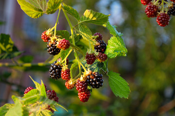 Fresh blackberries at various stages of ripening hang abundantly on a bush among vibrant green leaves. The red and deep black fruits are illuminated by the soft evening sun, creating an appetizing nat © Олег Струс