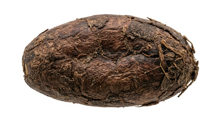 Fototapeta premium Single dried cocoa bean isolated on transparent background closeup