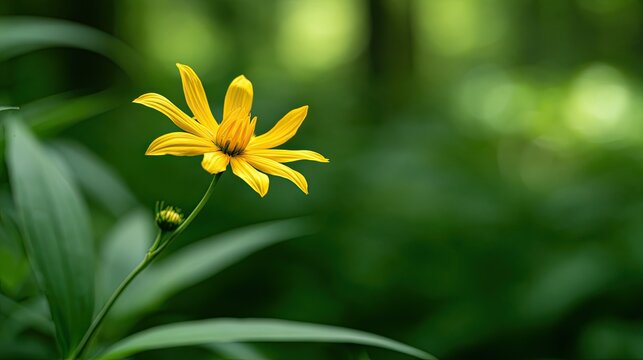 A solitary vibrant yellow wildflower blooms in a soft-focus green forest