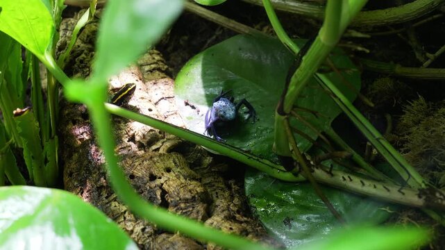 Blue poison dart frog sitting on leaf in rainforest habitat