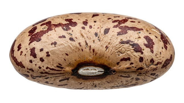 Single pinto bean isolated on transparent background macro shot