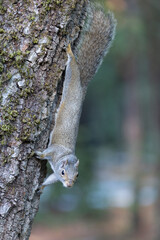 Eastern gray squirrel climbing head down on a tree trunk in Henry Cowell Redwoods State Park