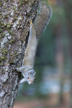 Eastern gray squirrel climbing head down on a tree trunk in Henry Cowell Redwoods State Park