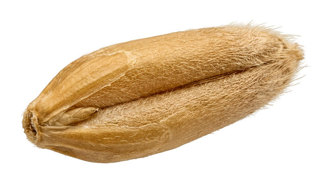 Single whole wheat grain kernel isolated on transparent background
