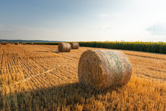 Golden Hay Bale in Wheat Field with Sunflowers and Rolling Farmland