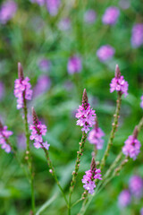 Fototapeta premium View of Veronica flowers blooming beautifully in an early summer garden.