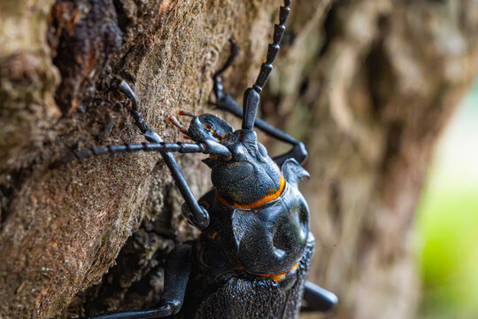 Macro Shot of Chilean Longhorn Beetle Acanthinodera Cumingii