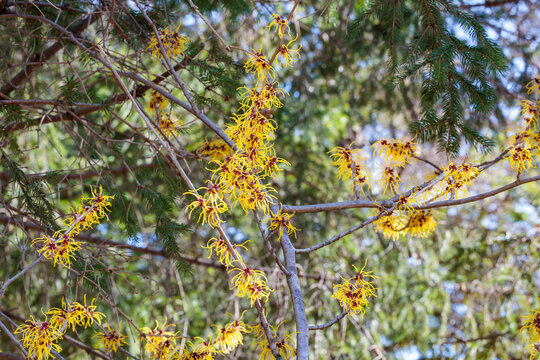 Hamamelis intermedia &rsquo;Barmstedt Gold&rsquo; with yellow flowers that bloom in early spring.