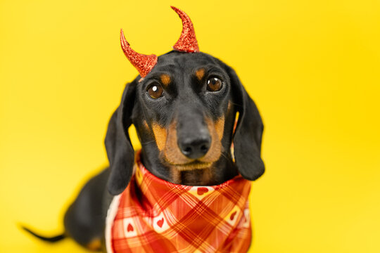 A black and tan dachshund dog wears sparkly red devil horns and a plaid heart bandana against a bright yellow backdrop, a playful concept of mischief and cheeky charm.