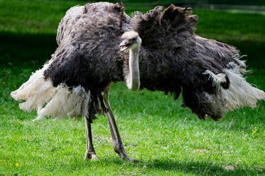 The Common Ostrich (Struthio camelus).