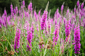 A field of purple loosestrife with its mauve spikes and green leaves. © Franck Chapolard