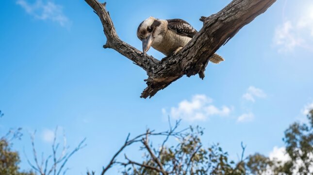 Kookaburras in Their Natural Habitat: Authentic Australian Wildlife