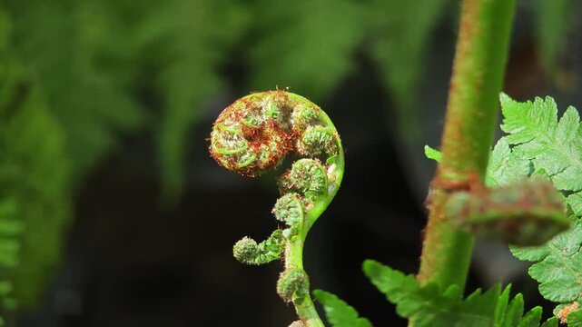 Fiddlehead fern in the garden.