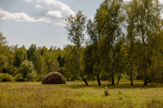 Traditional haystack in green meadow near silver birch trees under sunny sky in countryside