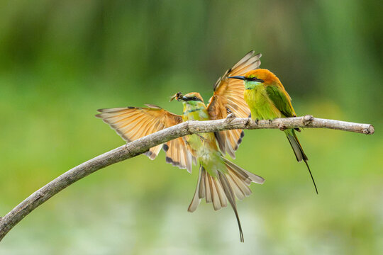Green bee eater flying on nature with space blur background for text.Little bird flying on branch tree and green background.Animals nature wildlife image on the outdoor park.