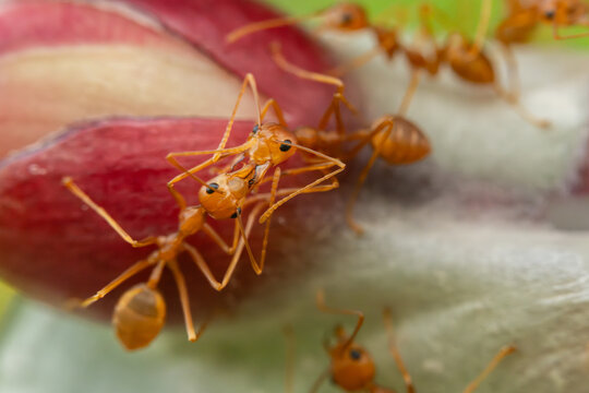 Close up the power of stronger red ants action fighting on branch trees home and green leave background.Wildlife animal in the nature at outdoor park.Unity and team work together concept.