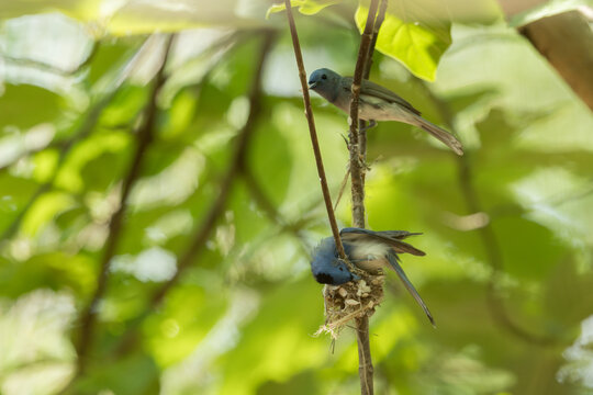 Black-naped Monarch (Hypothymis azurea) flycatcher parents bird is building a nest on green leaves background.Close up of beautiful blue bird in real nature in Thailand.