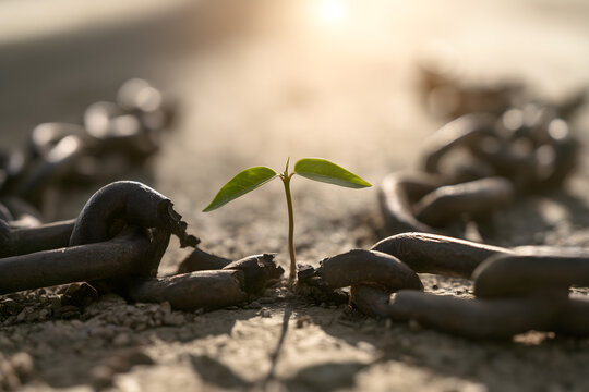 Green sprout growing through a broken rusty chain, symbolizing freedom, hope, growth and new beginnings