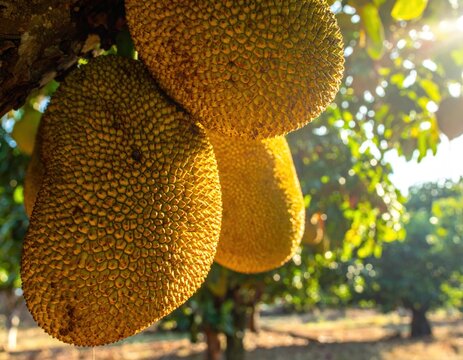 Ripe jackfruits hanging close together on a sunlit branch.