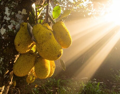 Ripe jackfruits hanging on tree in sunrays.