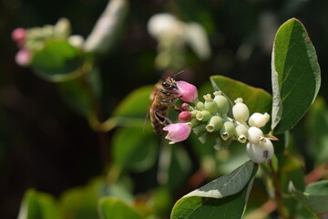 Bee drinking nectar from a tiny flower © Theodoros Parask