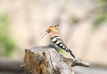 Eurasian Hoopoe (Upupa epops) calling with an open beak while perched on a weathered tree stump, featuring its distinctive crest and black-and-white barred wings. © VOLODYMYR KUCHERENKO