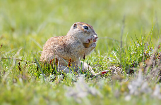 European Ground Squirrel (Spermophilus citellus) sitting in green grass, holding food with its front paws and nibbling attentively.