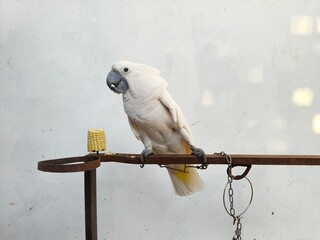 White Cockatoo Parrot Perched On Metal Stand Outdoors © yudi