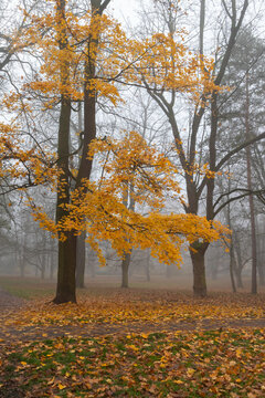 Autumn trees with golden leaves in a foggy park, fallen leaves covering the ground