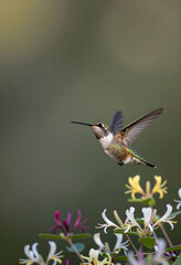 Fototapeta premium Pollination and biodiversity, hummingbird in flight near honeysuckle flowers, nature and environmental conservation
