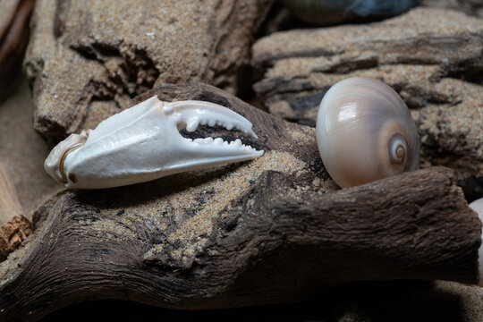 Still life of shells and artifacts shaped and returned by the sea 3