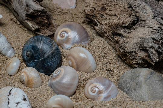 Still life of shells and artifacts shaped and returned by the sea