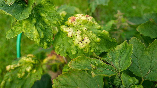 Macro green currant leaves severely damaged by gall aphid pest. Infested Ribes bush plant with blister galls in summer garden. Plant pathology, crop protection and agriculture concept. Real 4K video