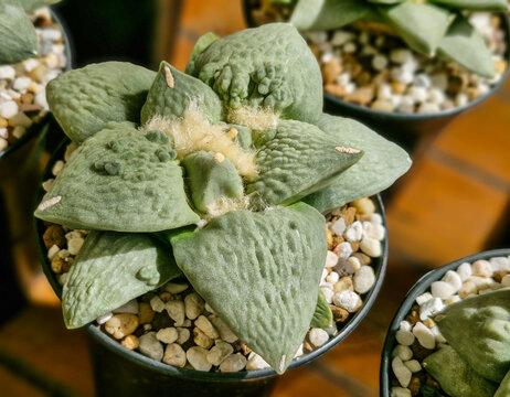 Ariocarpus retusus cauliflower cactus succulent rare botanical plant in pot close up. Detailed texture of triangular woolly tubercles on living rock succulent plant.