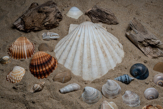 Still life of shells and artifacts shaped and returned by the sea
