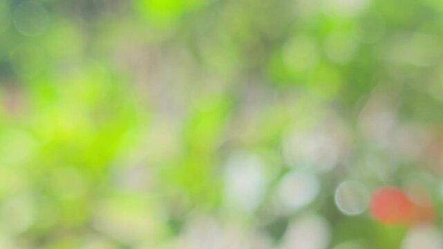 Soft-focus green foliage with natural light and colorful bokeh creating an abstract botanical background.