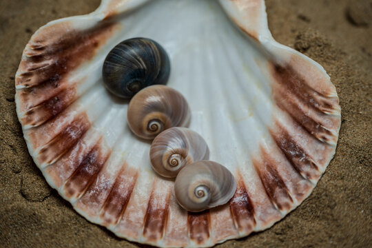 Still life of shells and artifacts shaped and returned by the sea