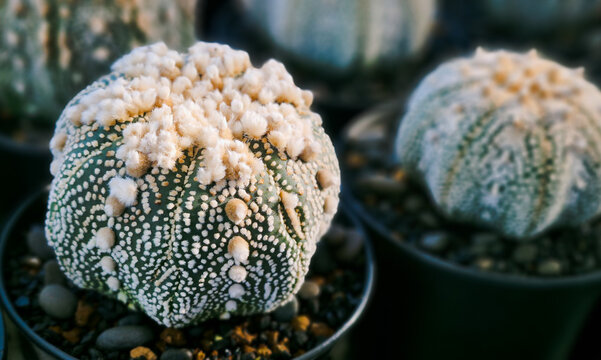 Macro of Astrophytum asterias Hanazono cactus with fuzzy white areoles. Rare succulent plant close up in a nursery pot.